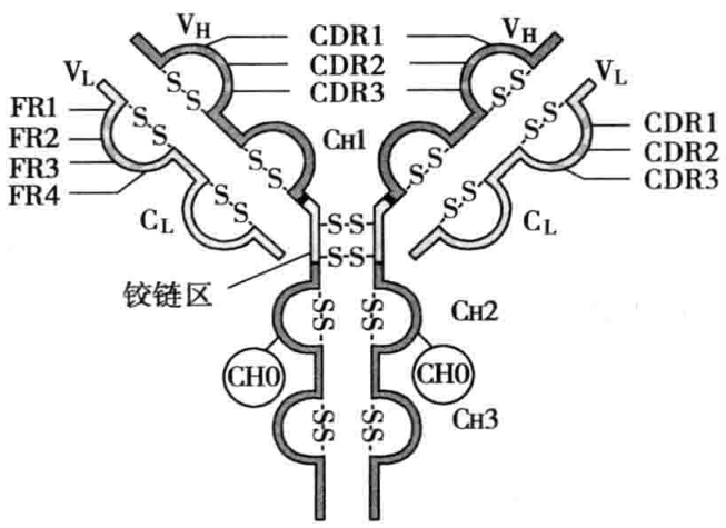 图3-3 lgG分子结构域示意图
